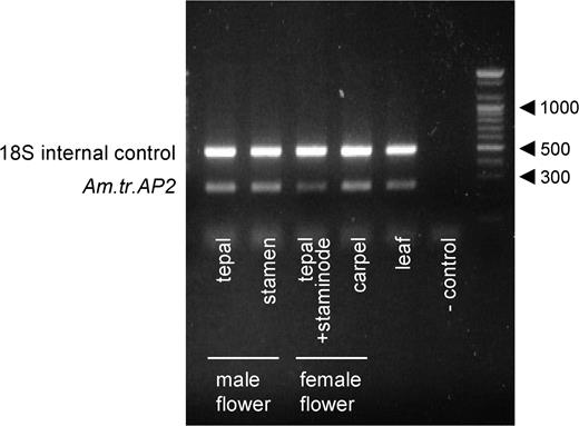 Expression of Am.tr.AP2 in each floral organ and leaf tissue, based on relative quantitative RT-PCR.