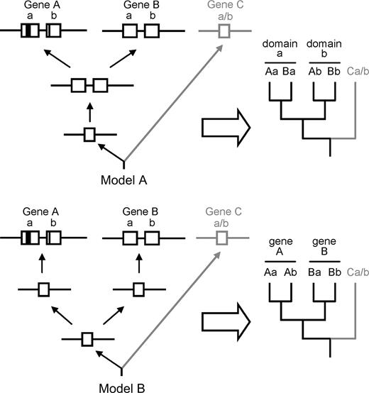 Possible models of domain evolution. Model A: domain duplication preceded the split of gene lineages. Model B: the split of gene lineages preceded independent domain duplications.
