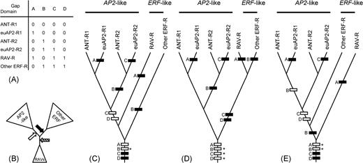 The phylogenetic position of RAV genes and evolution of gaps in domains. (A) Gap coding based on figure 3; “0,” absent; “1,” present. (B) Summarized relationship among AP2-like genes, RAV genes, and other ERF-like genes shown by the unrooted tree: RAV genes are placed between AP2-like genes and other ERF genes. However, rooting at the position of the solid arrow generates tree (C), rooting at the open arrow generates tree (D), and rooting at the hatched arrow generates tree (E). Ancestral character states were reconstructed for trees (C), (D), and (E) by MacClade version 3.04 (W. Maddison and D. Maddison 1992) with the accelerated transformation optimization. Black, “present”; white, “absent”; and white bars with asterisk designate characters with equivocal ancestral state reconstructions. For each gap character with an equivocal ancestral state, two patterns of evolution are possible; we show only the case in which the gap is absent in the ancestor.