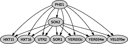 FFL network motif. The small yeast subnetwork formed by TFs Phd1 and Sok2 serves as an example to illustrate the structure of FFL motifs. Phd1 is the master regulator, and Sok2 is the secondary regulator. Both connect to the same 7 genes, creating 7 FFL circuits.