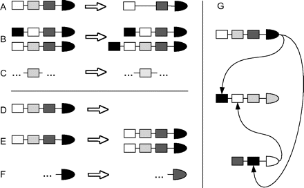Mutational operations and network calculation. (A) BS deletion. (B) BS duplication. (C) BS mutation and possible innovation. (D) Gene deletion. (E) Whole-gene duplication. (F) Protein divergence and possible innovation. (G) Generation of a network by (fuzzy) matching of proteins and promoter sites.