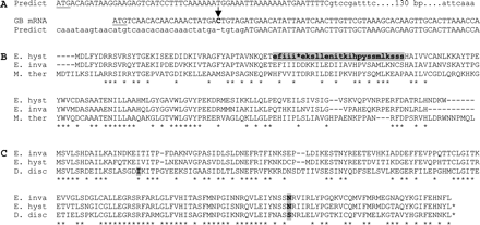 Three examples of LGTs predicted to contain introns. (A) 5′ alignment of predicted Entamoeba histolytica gene 328.00056 (“Predict”) and an E. histolytica GB mRNA (GenBank accession number AAA81906.1). The GB mRNA contains an extra cytosine (arrow) relative to the predicted gene, uses an alternative start codon (underlined), and does not reflect a splicing event. Upper/lowercase indicates exonic/intronic sequence. (B) E. histolytica gene 13.m00321 and homologs. The supposedly intronic sequence (lower case bold) shows strong coding-level sequence similarity to a bacterial homolog (43% amino acid identity; Morella thermoacetica gene, GenBank accession number ABC19526.1) and to the apparent Entamoeba invadens homolog (57% identity), suggesting that it is a coding sequence, not an intron. (C) E. histolytica gene 8.m00343 and homologs from D. discoideum (GenBank accession number XP_629020) and E. invadens. Gray boxes indicate intron positions.