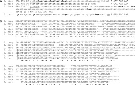 Apparent intron insertion in the Entamoeba histolytica 2-phosphosulfolactate phosphatase (87.m00169). (A) Intron and flanking exonic sequence for 4 Entamoeba species. Upper/lowercase indicates exonic/intronic sequence. Stop codons in the frame of the upstream and downstream coding sequences are shown (bold). For Entamoeba terrapinae, only the downstream exon and part of the intron sequence was available. E. hist, E. mosh, E. inva, and E. terr indicate E. histolytica, E. moshkovskii, E. invadens, and E. terrapinae, respectively. (B) Alignment with homologous bacterial genes (ClustalW, default parameters). Asterisks indicate positions at which there is identity between a bacterial gene and an Entamoeba gene. The gray box indicates the intron position. T. teng, T. meri, and C. perf indicate genes from Therobacter tengcongensis (GenBank accession number AAM25151.1), Thermotoga maritima (GenBank accession number AAD35879.1), and Clostridium perfringens (GenBank accession number BAB82262.1), respectively.