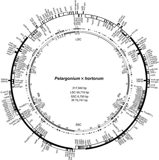 Map of the chloroplast genome of Pelargonium × hortorum L. H. Bailey. Middle ring shows the locations of exact SSRs (small hash marks), larger repeats (large hash marks), and the 2 major repeat associations (1.1–1.4; 2.1–2.3). Interior ring details rearrangements with blocks of genes numbered in the order in which they appear in tobacco; inversions are shaded. Asterisk indicates genes with introns.