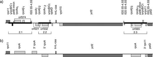 The region surrounding ycf2 (a) as determined in cv. ‘Ringo White’ of our study and (b) as previously reported in cv. ‘Irene’ in earlier studies (Palmer, Baldauf, et al. 1990; Palmer, Calie, et al. 1990; Downie et al. 1994). Black bars in (a) indicate the repeat association members 2.1-2.3.