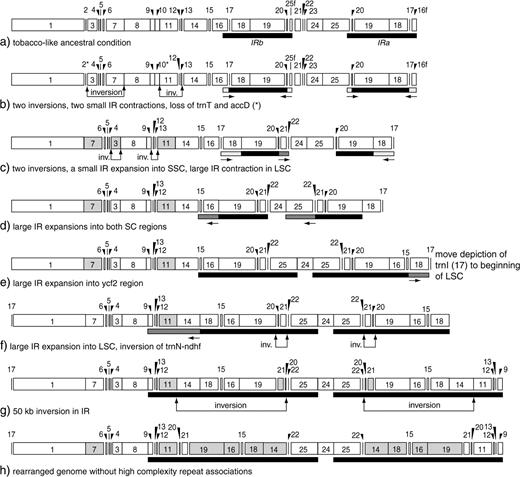 A simple evolutionary model for the major expansions and contractions of the IR and some of the inversions present in the chloroplast genome of Pelargonium. (a) The presumed tobacco-like ancestral state. (b) Small contractions of the IR remove rpl2, rpl23, and ycf1 from the IR, leaving trnI at the IRa/LSC junction (JLA); inversions flip the order and orientation of psbD-rps14 and psaI-rps18. (c) A major contraction removes trnL-trnI (including ycf2) from the IR (leaving them only on the JLA side of the LSC) and an expansion into the SSC moves ndhF and rpl32 into the IR; an inversion flips psbD-psbZ back into their original orientation, though appearing translocated, and another flips rpl33-rps18. (d) Expansion of the IR into both the LSC and SSC including the S10 operon (rpl23-rpoA, possibly to petD) and ycf1-ndhA, respectively. (e) Expansion of the IR to include ycf2, leaving trnI stranded at the beginning of the IR. (f) Large expansion of the IR to include rbcL; inversion of trnN-ndhF. (g) Fifty-kilobase inversion of most of the IR. (h) Current structure of the genome showing without locations of the high-complexity major repeat associations 1 and 2 (see figs. 6 and 7).