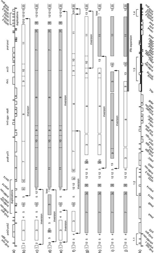 An evolutionary model for major repeat association 1. (a) Putative ancestral arrangement of genes in this region, including duplications of rpl33, trnfM, and rps14. (b) A schematic diagram of the above, showing blocks of conserved gene order as found in the modern Pelargonium genome relative to tobacco. (c–i) Inversion series required to transform putative ancestral genome into the modern. (j) Schematic for the current Pelargonium chloroplast genome. (k) The current arrangement of genes for this region as determined in this study.