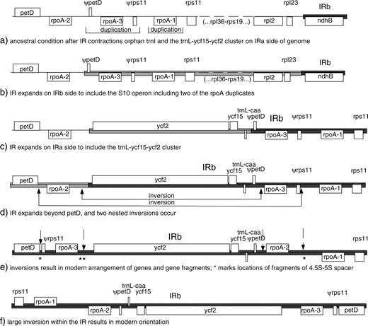 An evolutionary model for major repeat association 2.