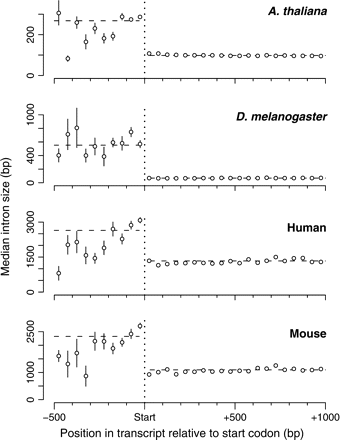 Median intron size versus relative position within transcript for all introns. For each species, the region to the left of the vertical dotted line is the 5′ UTR, the region to the right is the CDS. Median intron sizes within each 5′ UTR and CDS are indicated by horizontal dashed lines. Bin sizes are 50 bp. The total length of each error bar is equal to the interquartile distance divided by the square root of the sample size within each bin; note that some error bars are more narrow than the height of the plotting symbols.