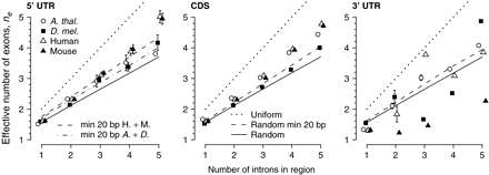Intron dispersion within UTRs. Mean effective number of exons ne ± SE for regions containing 1–5 introns in the UTRs and the CDS. Lines indicate expected values of ne for intron distributions having uniform exon sizes (dotted), random exons of minimum size 20 bp (dashed), and random exons of minimum size 1 bp (solid). For the 5′ UTR, separate minimum 20 bp distributions are provided for human and mouse as a group (dashed) and Arabidopsis thaliana and Drosophila melanogaster as a group (dash-dot). Values above a random distribution indicate an overdispersed (more uniform) distribution, whereas those below a random distribution indicate an underdispersed (more clumped) distribution. See figure 3 for sample sizes; error bars are omitted where sample size <5. Error bars that are not visible when sample size ≥5 are more narrow than the height of the plotting symbols.
