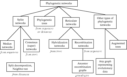 The term phylogenetic network encompasses a number of different concepts, including phylogenetic trees, split networks, reticulate networks, the latter covering both “hybridization” and “recombination” networks, and other types of networks such as “augmented trees.” Recombination networks are closely related to ancestor recombination graphs used in population studies. Split networks can be obtained from character sequences, for example, as a median network, and from distances using the split decomposition or neighbor-net method or from trees as a consensus network or supernetwork. Augmented trees are obtained from phylogenetic trees by inserting additional edges to represent, for example, horizontal gene transfer. Other types of phylogenetic networks include host-parasite phylogenies or haplotype networks. Diagram adapted from Huson and Kloepper (2005).
