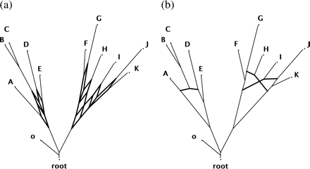 Two different types of phylogenetic networks. (a) A split network representing all splits present in the two trees depicted in the previous figure. Here, each band of parallel edges corresponds to a branch contained in one of the input trees. The nodes do not necessarily correspond to hypothetical ancestors. (b) A reticulate network that explains the two trees by postulating three reticulations that give rise to the clades {B, C}, {H}, and {I}. This network explicitly describes a putative evolutionary history: the internal nodes correspond to ancestral taxa, and the edges represent patterns of descent.