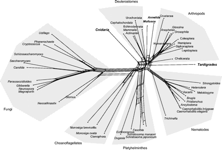 A neighbor-net constructed from a concatenation of 71 genes from 49 animals, fungi, and choanoflagellates. The major groupings are indicated. The network does not conclusively support either the coelomate hypothesis (molluscs, deuterosomes, and arthropods grouping together) or the ecdysozoa hypothesis (arthropods, nematodes, and tardigrades grouping together) but suggests that there is evidence for both. A network tree-likeness test indicates that the conflict is not merely the product of sampling error. Instead the network is representing the effect of problems with the model or biases in the estimation methods.