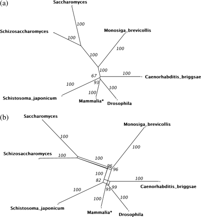 (a) The Bio-NJ tree (Gascuel 1997), with bootstrap values, for a smaller set of seven animals (following Philippe, Lartillot, and Brinkman 2005) using a concatenated alignment of 146 genes, and ML distances under a JTT + F + Γ model. The tree-based method gives reasonable, but not conclusive, support for the coelomate hypothesis, though the small bootstrap value, even with this large number of sites, already suggests that the clade is unreliable. (b) The neighbor-net network using the same distance estimates, with bootstrap values. Even without the cnidarian taxa, there is substantial (but not conclusive) support in the data for the ecdysozoa hypothesis.