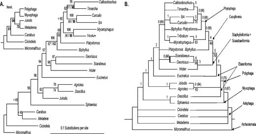 Coleopteran phylogeny inferred from 66 RPs. (A) Bayesian phylogeny with posterior probabilities above the nodes and bootstrap support (>65%) from the ML analyses below the nodes. Italicized bootstrap values were obtained using the WAG substitution model and bold values using the Dayhoff model with 100 pseudoreplicate searches. The node marked * refers to the monophyletic Cucujiformia with the exception of Platystomos albinus. Inset shows the bootstrap support >65% using the Dayhoff model at basal nodes of the Coleoptera. (B) Left: Majority rule matrix representation with parsimony supertree using Baum and Ragan coding from parsimony analysis. Above nodes = Bremer support (proportion of equally parsimonious trees containing node if <100). Right: Majority rule solution using concatenated gene supermatrix from parsimony analysis. Above nodes = Bremer support (percent of equally parsimonious trees containing node if <100). Below nodes = bootstrap, based on 1,000 pseudoreplicates.