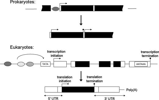 Generalized structures of prokaryotic and eukaryotic genes and transcription units. Note that the lengths of various gene parts are not necessarily to scale, for example, eukaryotic genes can harbor as many as several dozens of introns, each of which greatly exceeds the length of its surrounding exons, and TFB sites (small ovals) can be much more numerous and widely distributed than illustrated. TATA denotes one of the possible eukaryotic core promoter elements, to which transcription factors convey information, and poly(A) denotes the posttranscriptional addition of a poly(A) tail. Black bars denote coding DNA, open bars denote transcribed but untranslated DNA, and thin lines within transcribed regions denote introns.