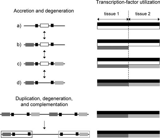 A hypothetical scenario in which an allele with two independently mutable subfunctions can arise from an allele with a single generalized expression mechanism. Regulatory regions are depicted on the left, with each regulatory element color coded according to the transcription factor that binds to it. On the right, the allele-specific utilizations of transcription factors are depicted. Transcription factors denoted by black and white are ubiquitously expressed, whereas those denoted by two shades of grey are each expressed in single, nonoverlapping tissues. In the first phase of allelic evolution (accretion and degeneration), the regulatory region undergoes sequential accretion of the dark and light grey elements, which together are redundant with respect to the white (but not the black) element. The redundant white element is then lost, yielding a descendant allele will a semi-independent mode of expression, as the black element is still essential to expression in both tissues. In the second phase (duplication, degeneration, and complementation), the entire enhancer region is tandemly duplicated, with each component then losing a complementary (light/dark grey) element. The resultant allele has two independently mutable subfunctions denoted by the dark and light grey open boxes, as a mutation in either region has effects that are confined to a single tissue. Note that throughout these transitions, there has been no change in the pattern of deployment of the gene, which is always expressed in both tissues; only the mechanism of achieving expression is altered.