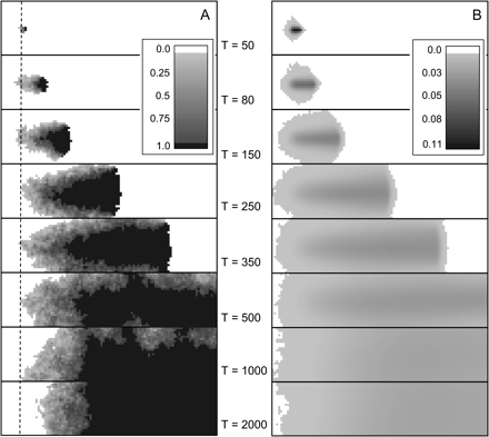 Spatial distribution of the frequency of a new mutation. (A) Spread of a random (but surviving) mutation. (B) Average frequency over all successful simulations. Simulations conditions were K = 50, m = 0.2, and r = 0.5. The time T is expressed in generations since the start of the expansion. The geographic origin of the expansion is in deme at position <0, 13> on the left side of the grid, while the new mutation appears in deme at position <10, 13>. We have drawn a dashed line at x-coordinate 10 on Fig. 1A to represent the x-origin of the mutation.