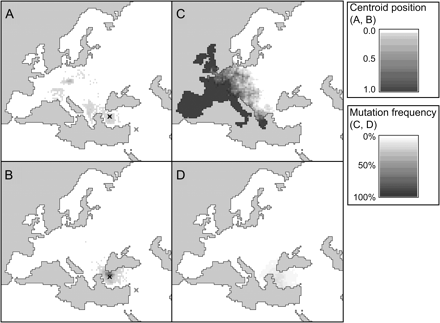 Simulation of the spread of new mutants during the colonization of Europe. Position of the centroid of the mutant distribution after the colonization of Europe for a Paleolithic expansion having started 1,500 generations ago (A) or a Neolithic expansion having started 500 generations ago (B). On panes C and D we report two representative cases of the frequency distributions of new mutations having appeared during a Paleolithic (C) or a Neolithic (D) expansion. The origin of the expansion is shown in panes A and B as a gray cross, while the origin of the mutation is shown as a black cross.