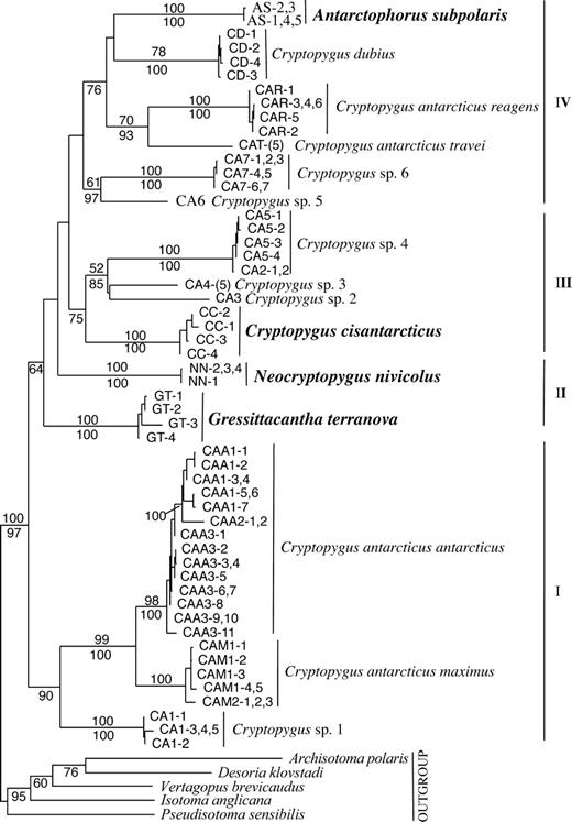 ML (GTR + I + Γ) tree for the unique haplotype RY-coded (third codon position only, first and second codon positions were left as nucleotides) alignment of 54 ingroup and 5 outgroup Isotomidae taxa with ML-bootstrap values (500 replicates) indicated above the nodes (for the RY coded) and posterior probabilities below for the Bayesian analysis using a separate model for each codon position on the original full nucleotide alignment (see Materials and Methods). Codes used refer to figure 1 and table 1 (individual codes after location/taxon code; if a taxon is represented by two or more identical haplotypes total number shown in parentheses); bold = the four Trans-Antarctic spp., all other Cryptopygus spp. have a circum-Antarctic distribution, undescribed species (e.g., Cryptopygus sp. 1–6) = “Cryptopygus antarcticus” species group.