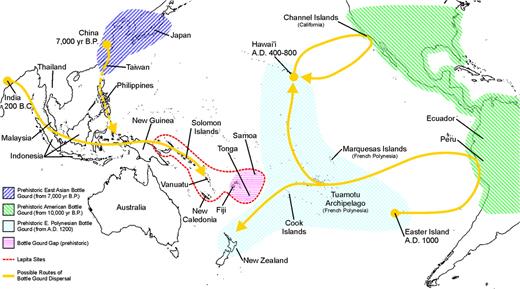 Prehistoric distribution and dispersal of the bottle gourd (Lagenaria siceraria) in Asia, the Americas, and Oceania. The bottle gourd has been present in the Americas and East Asia since 10,000 and 7,000 year B.P., respectively (Chang 1986; Smith 2005). In the case of the East Asian bottle gourd, it is unclear how far south it spread in prehistory (indicated by dashed line). The Southeast Asian bottle gourd may in fact be a much more recent arrival from India 200 B.C. (Green 2000) and spread only as far east as Vanuatu in prehistory (Yen 1973). The bottle gourd was apparently not present in Western Polynesia (Whistler 1990) (the Bottle Gourd Gap), suggesting that it was not introduced from Asia into Polynesia via human-mediated dispersal (although natural dispersal is still possible). However, the bottle gourd may not have been required in the Gap region as Lapita pottery was widely available as an alternative for containers (distribution of Lapita sites from Kirch [2000]). The bottle gourd was also present in Eastern Polynesia since before A.D. 1,200 (Green 2000) and may have been introduced from the Americas by either natural (floating) or human-mediated dispersal. A human-mediated introduction from South America could have been effected by Polynesian voyagers who departed from Easter Island around A.D. 1,000, sailed to the Peruvian Coast, and returned probably to the Tuamotu Archipelago with the sweet potato (route based on that suggested for the sweet potato by Green [2005]). Similarly, Polynesian voyagers could have introduced the bottle gourd from North America via a return sailing trip from Hawai'i to the Californian Channel Islands around A.D. 400–800 (Jones and Klar 2005), although this hypothesis is yet to be tested.