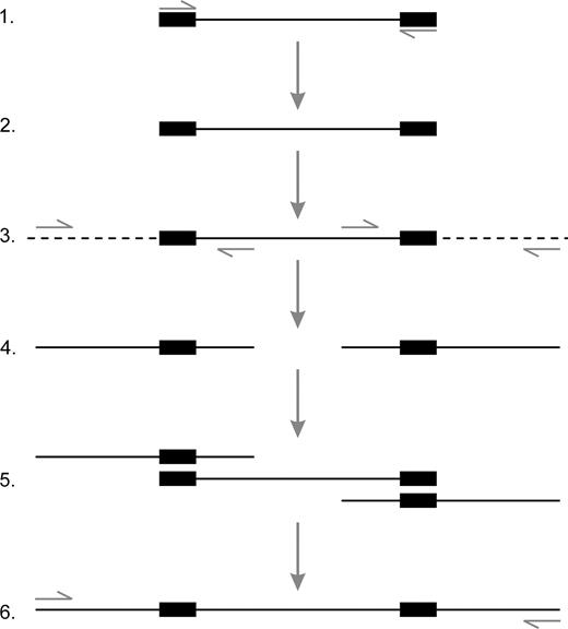 Development of ISSR-derived SCAR markers. Boxed areas indicate the terminal simple sequence repeats (SSRs) of the inter-SSR (ISSR) product. Small arrows indicate PCR primers. 1. ISSR fingerprints are generated using PCR (Ziętkiewicz, Rafalski, and Labuda 1994) and separated by electrophoresis on a 5% acrylamide gel. 2. Polymorphic ISSR bands are excised from the gel, reamplified by PCR, cloned, and sequenced. 3. In a novel approach to increase the amount of useful sequence data, regions flanking each terminal SSR are amplified from genomic DNA using thermal asymmetric interlaced (TAIL) PCR (Liu and Whittier 1995) (primer sequences are provided in Table S2, Supplementary Material online). 4. TAIL PCR products are then direct sequenced. 5. Sequence data from the ISSR and its TAILed flanking regions are used to construct a contig spanning the entire locus. 6. SCAR marker primers are designed in the flanking regions and are used to amplify the polymorphic locus, including the SSRs, in any cultivar of bottle gourd.