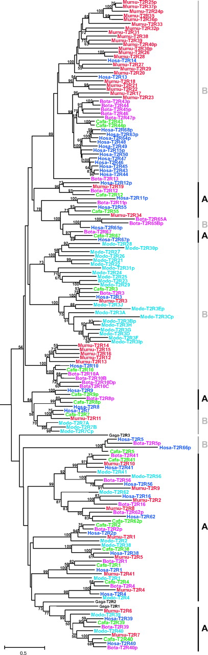Phylogenetic tree of the bitter taste receptor (T2R) amino acid sequences in humans (Hosa; blue), mice (Mumu; red), dogs (Cafa; green), cows (Bota; pink), opossums (Modo; light blue), and chickens (Gaga; black). The NJ tree was constructed by using the protein-Poisson distances, and only more than 50% bootstrap values are shown at each node (500 replications). Pseudogenes are indicated with the letter ‘p’ after the gene name. The codon frames in the pseudogenes were inferred from those of closely related functional genes. Category A is defined to be the single gene orthologous groups without lineage-specific duplication and the definition of category B is any gene group which has multiple copies resulted from lineage-specific duplications. The mouse V1Ra1 gene was used as an outgroup but was excluded from the figures.