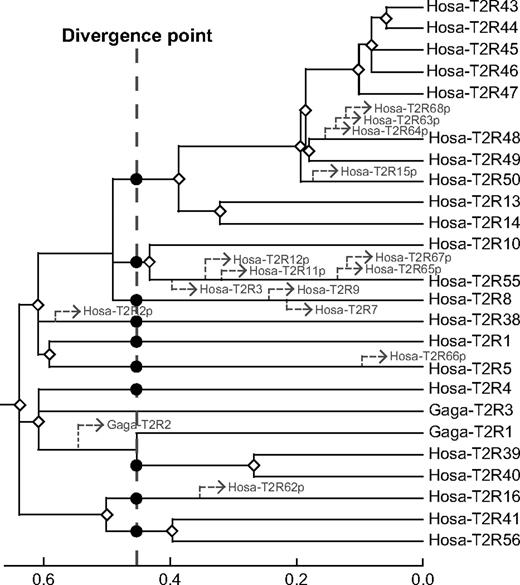 Linearized tree for human and chicken T2R genes after eliminating the genes that evolve significantly faster or slower than the average rate by the result of a branch length test (Takezaki, Rzhetsky, and Nei 1995). The dotted line corresponds to the divergence time between humans and chickens and the black circles indicate the ancestral T2R genes at the divergence point between humans and chickens. The estimated divergence points of the eliminated genes and all pseudogenes from humans and chickens are depicted as dotted arrowheads. The white diamonds represent the gene duplication events. The mouse V1Ra1 gene was used as an outgroup.