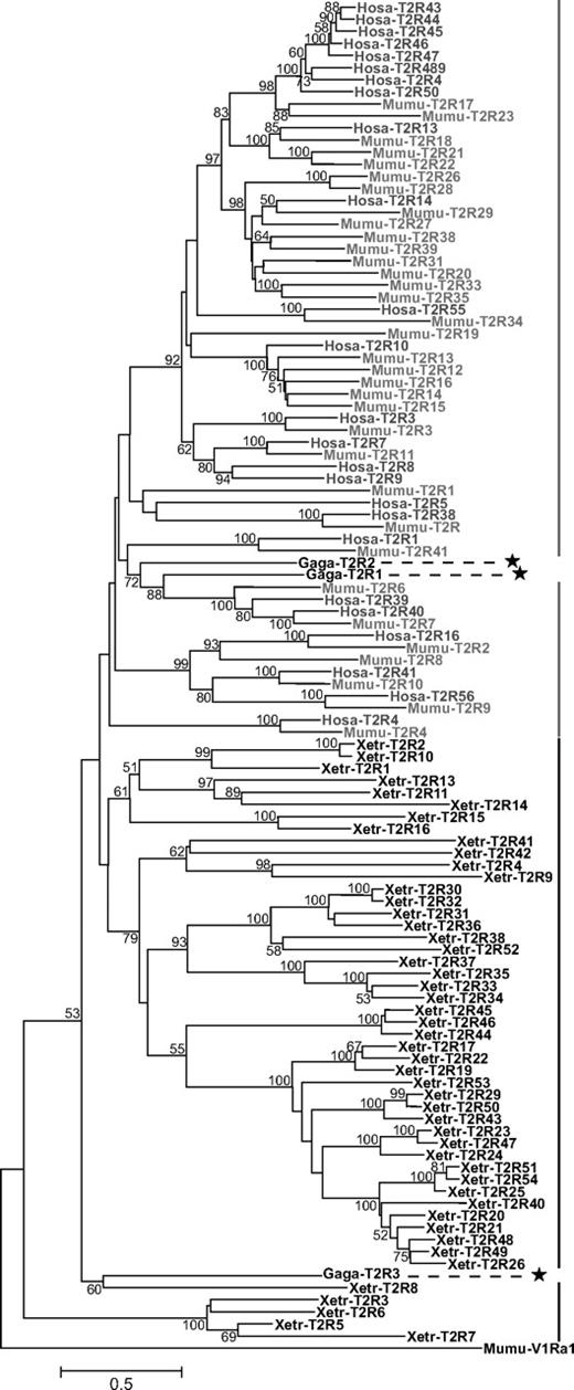 Phylogenetic tree of T2R based on amino acid sequences. Genes from mammals (humans and mice) and amphibians (frogs) are shown in gray and black, respectively. The positions of chicken T2R genes are highlighted with asterisks. The tree was reconstructed by the NJ method based on the protein-Poisson distances, and only bootstrap values greater than 50% are shown at each node (500 replications).