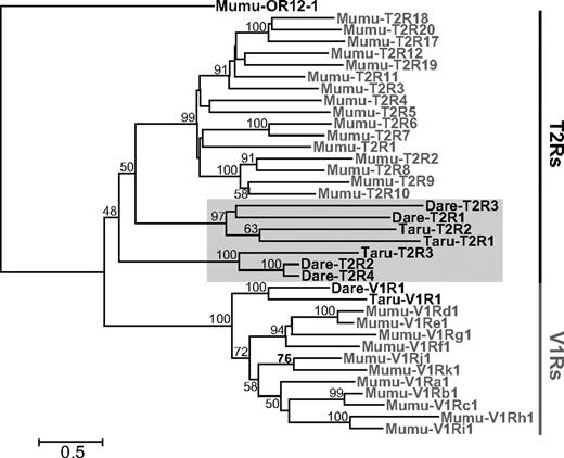 The NJ tree of T2R and V1R based on amino acid sequences. Genes from mice are represented in gray letters and ones from fishes (zebrafishes and pufferfishes) are shown with black letters and highlighted with a gray box.