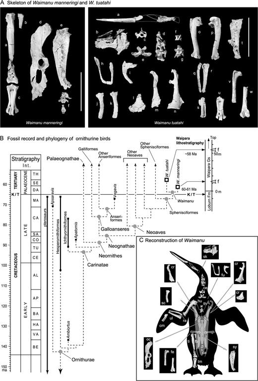 The Paleocene penguin Waimanu. (A) Skeletal elements of Waimanu. Left box, W. manneringi. a. right tibiotarsus in anterior view, b. right fibula in anterior view, c. right tarsometatarsus in dorsal view, d. right os coxae in lateral view, e. synsacrum in lateral view, f. caudal vertebrae in anterior view (a–f are CM zfa 35). Right box, W. tuatahi. a. mandible in lateral view (anterior part) and in medial view (posterior part), b. cranium in dorsal view, c–e. cervical vertebrae in anterior view (c), and in ventral view (d, e), f–g. thoracic vertebrae in lateral view, h. furcula in anterior view, i. right/left clavicle in lateral view, j–k. scapulae in lateral view, l. right coracoid in ventral view, m–n. left coracoids in ventral view, o. right humerus in ventral view, p. right humerus in dorsal view. q. left radius in dorsal view, r. left ulna in dorsal view, s. left carpometacarpus in dorsal view, t. synsacrum in lateral view, u. right tarsometatarsus in dorsal view, v. right femur in anterior view, w. left femur in posterior view. (a, c, h, j, l–m, p–r, t, and v are OU 12651; f–g, i, k, n, o, s, u, and w are CM zfa 34; b, d, and e are zfa 33). Scale bar = 100 mm. (B) Fossil record and phylogeny of ornithurine birds with the stratigraphy of Waipara region and geological settings for Waimanu. Solid line shows geological ranges of taxa with first and last occurrences shown by squares. Dashed line shows postulated phylogeny compiled from literature (Martin and Stewart 1982; Fox 1984; Chiappe 1995, 2003; Elzanowski et al. 2000; Norell and Clarke 2001; Cracraft and Clark 2001; Chiappe and Dyke 2002; Clarke and Norell 2002; Galton and Martin 2003; Clarke 2004). Gray circles indicate possible initial divergence times for clades; known fossils (squares) show constraints on ages. Early divergences within the Carinatae could be older, and we have conservatively placed them later in the Cretaceous to give only one long ghost-lineage between Ambiortus and the early Carinatae. The placement of Waimanu within Sphenisciformes is evaluated by the cladistic analysis described in the text; see also supplementary figure 4. TH, Thanetian; SE, Selandian; DA, Danian; MA, Maastrichtian; CA, Campanian, SA; Santonian, CO, Coniacian; TU, Turonian; CE, Cenomanian; AL, Albian; AP, Aptian; BA, Barremian; HA, Hauterivian; VA, Valanginian; BE, Berriasian. (C) Reconstruction of Waimanu (composite of W. manneringi and W. tuatahi, based on original art by Chris Gaskin ©Geology Museum, University of Otago). ca, caudal vertebrae; ce, cervical vertebrae; cm, carpometacarpus; cr, coracoid; fb, fibula; fe, femur; fu, furcula; hu, humerus; sk, skull, md, mandible; oc, os coaxae; ra, radius; sc, scapula; sy, synsacrum; ti, tibiotarsus; tm, tarsometartarsus; ul, ulna. In the wing, the dorsal view (left ulna, radius, carpometacarpus) and ventral view (humerus) are combined.