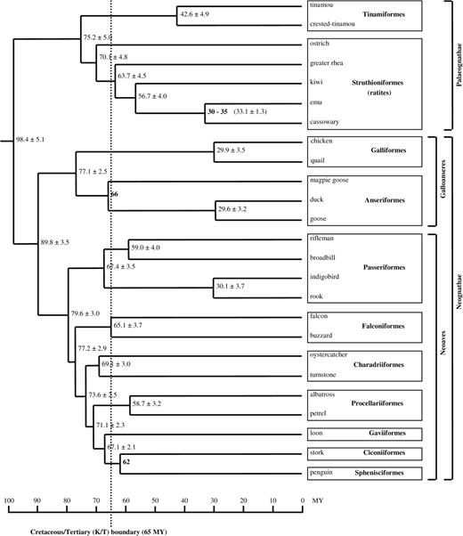 Rooted tree for 25 birds showing posterior divergence time estimates and their standard deviations (95% confidence intervals were also calculated but are not shown). The tree is drawn to scale (time in million years [Myr]) and the Cretaceous/Tertiary (K/T) boundary at 65 Ma is marked. Dating estimates were carried out using the tree in Figure S2 (see Supplementary Material) and the program packages PAML and Multidivtime. The data set consisted of the 12 protein-coding genes from the mitochondrial heavy strand plus the two ribosomal RNAs and 20 transfer RNAs (tRNA-Phe and tRNA-Glu were excluded due to missing data), coded as nucleotide (nt) data. Due to limitations of Multidivtime, third codon positions (cdp) could not be analyzed as transversion (RY) data and were therefore omitted along with gaps, ambiguous sites around gaps and stop codons, giving a data set 8582 nt long. Two main calibration points were used (indicated in bold): 1. The divergence between magpie goose and (duck, goose) constrained at 66 Ma; 2. The divergence between penguin and stork constrained at 62 Ma. The F84 plus discrete gamma model was used in base_ml (PAML). Details of parameters used in are in Supplementary Material.