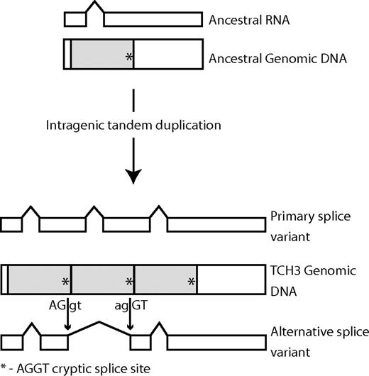 Evolution of new introns in the TCH3 gene. The ancestral gene contained only one intron. Two intragenic duplications of a segment of the ancestral gene (shaded) copied the ancestral intron twice, generating 2 new introns in the primary splice variant of the modern TCH3 gene. The duplicated gene segment also included a cryptic splice site sequence AGGT (indicated by an asterisk *) close to its 3′ end. A pair of cryptic splice sites is used as the boundaries of a new intron in the alternative splice variant of the modern TCH3 gene.