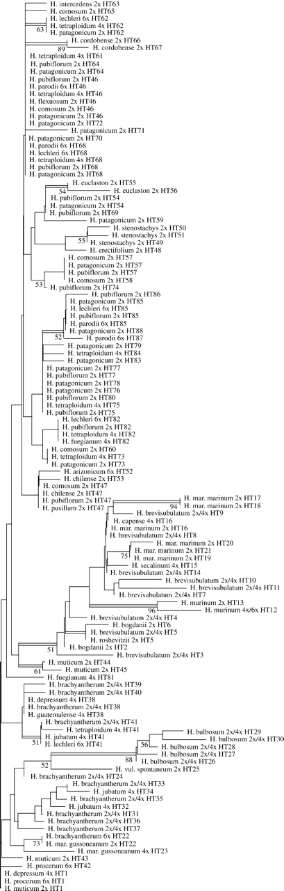 Unrooted NJ tree of trnL–trnF sequences of 88 chloroplast haplotypes derived from 875 Hordeum individuals covering all species of the genus. The numbers of the haplotypes and the species' ploidy levels are given. Double bars depict groups that were retained in the strict consensus tree of a parsimony analysis, whereas numbers along the branches denote bootstrap values in the NJ analysis.