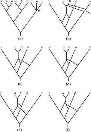 Constructing networks for MUL trees containing soft polytomies. (a) A MUL tree with node p representing a soft polytomy. (b) The (unique) phylogenetic network resulting in case p is resolved so that the leaves labeled b and e are grouped together versus the leaf labeled a. (c) The (unique) phylogenetic network resulting if p is resolved so that the leaves labeled a and b are grouped together versus the leaf labeled e. (d)–(f) The 3 binary phylogenetic networks obtained by resolving the degree 4 node in the network pictured in (c).