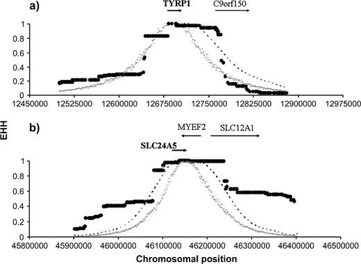 Decay of homozygosity in the EHH test for TYRP1 and SLC24A5 in Caucasians. The plots show the observed extent of homozygosity and CIs in the 2 loci significant for the EHH test in Caucasians: (a) TYRP1 and (b) SLC24A5. Interpretation as indicated in figure 2.