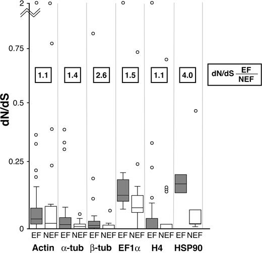 Elevated rates of protein evolution in extensively fragmenting ciliates compared with other ciliates. Extensively fragmenting (EF) ciliates are compared with nonextensively fragmenting (NEF) ciliates by 2 measures. 1) Numbers in the boxes are the ratio of dN/dS estimates for EF to NEF, generated using a new approach for estimates from nonmonophyletic groups. 2) Box plots show the distribution of estimated dN/dS ratios of individual branches. For every protein, both measures show a higher dN/dS in EF ciliates. This demonstrates the effect of genome architecture on rates of protein evolution: more extensive chromosomal processing correlates with increased rates of substitution.