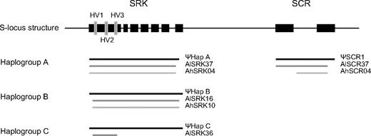 Sequenced regions in the 3 haplogroups. Vertical bars in the S-domain indicate the location of hypervariable (HV) regions.