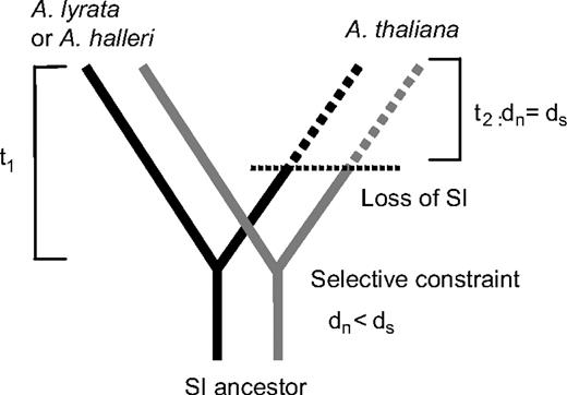 Expected selection pressures within specificities during the time t1 since the split of Arabidopsis thaliana and the ancestor of Arabidopsis lyrata/Arabidopsis halleri with a change at the time t2 when A. thaliana became self-compatible. Two specificities are shown; the selection pressure between these is again assumed to be different from the selection pressure within specificities.