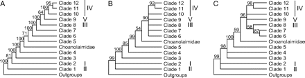 Schematic representations of the division of the phylum Nematoda into 12 clades,
              according to (A) BI, (B) MP, and
              (C) NJ. Branches with bootstrap support <50% in MP and NJ are
              shown as unresolved. The 5 clades defined by Blaxter et al.
                (1998) are indicated in Roman numerals behind the corresponding clades in our
              clade division.