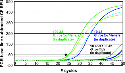 Real-time PCR amplification curves (in duplicate) showing that single-nucleotide
              differences in SSU rDNA sequences can be used to (quantitatively) detect second-stage
              juveniles (J2) of the potato cyst nematode species Globodera
                rostochiensis, whereas equal DNA concentrations of its sibling species Globodera pallida hardly give rise to a product (ΔCT around 20). CT — cycle number at which the fluorescent signal exceeds the
              threshold value as indicated by the dotted line (foremost left curve indicated by an
              arrow).
