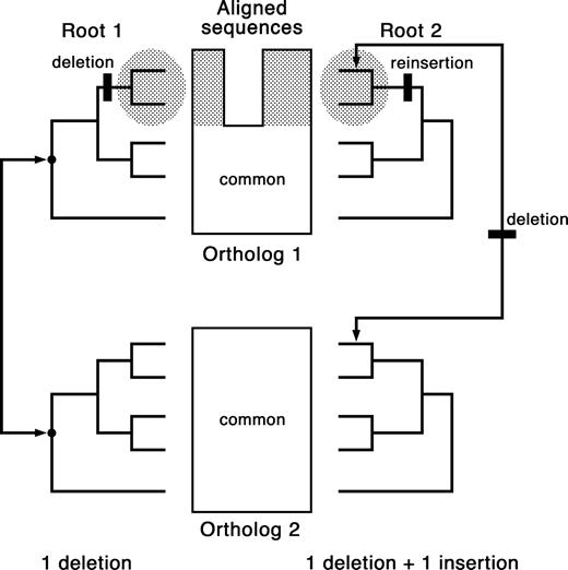 The process of indel root determination is illustrated for 2 alternative rootings. In the top set of aligned sequences, Ortholog 1 contains a deletion in the shaded sequences, whereas the bottom portion of Ortholog 1 and all of Ortholog 2 completely lack the deletion. The 2 trees consist of a pair of identical gene trees, 1 for Ortholog 1 and 1 for Ortholog 2, but the tree on the left and the tree on the right are rooted through different branches of the tree. The tree on the right is rooted through a shaded region that corresponds to the deletion-containing sequences, whereas the tree on the left is rooted in a region corresponding to the “common” sequence present in both orthologs. The right tree is less parsimonious with respect to indel changes than the left tree, and hence, by the parsimony criterion, the root cannot lie within a shaded region.