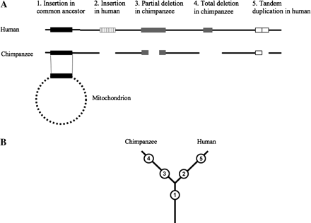 (A) numt classification based on genome alignment of homologous loci between human and chimpanzee. (B) Each evolutionary event is positioned on the inferred branch on the phylogenetic tree.