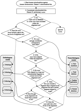 Flowchart of data collection and numt classification in human. Two types of UCSC files were used in the analysis: the nucleotide pairwise alignment file and the alignment net file. The final numt classification is determined after comparison with the chimpanzee genome (for details see Supplementary Methods, Supplementary Material online).