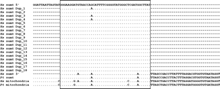 Multiple sequence alignment of 18 tandemly repeated numts in human chromosome 12 (positions 125, 420, 954–125, 422, 037) and the homologous locus on chimpanzee chromosome 10. The alignment to human and chimpanzee mitochondria is also shown. Each repeat is 47 bp in length and aligns to mitochondrial coordinates 4418–4464 (box). The flanking regions of the human internally repeated numt align to human mitochondrial coordinates 4478–4382 and can also be aligned to a single chimpanzee numt. Duplications (Dup_) are numbered in order of their appearance from 5′ to 3′. Identical nucleotides in the alignment columns are indicated by a dot; dashes indicate gaps. Hs, Homo sapiens; Pt, Pan troglodytes.