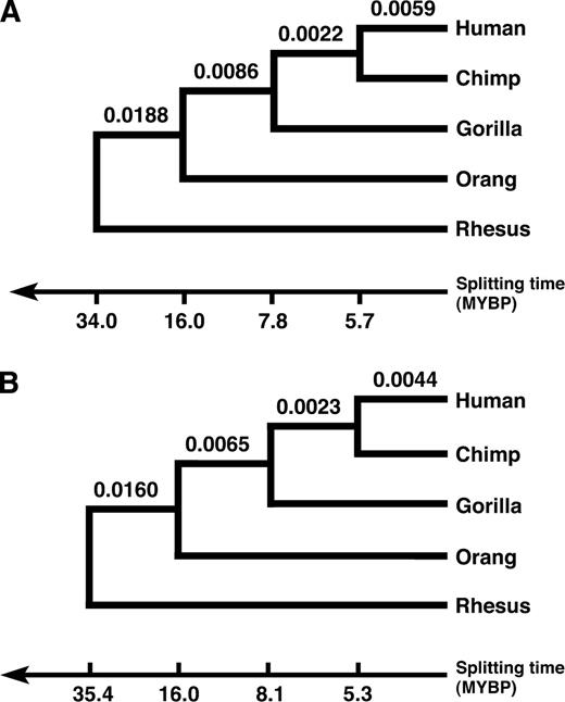 Sequence tree of the 5 species under study reconstructed from the autosomal sequences (A) and X chromosomal sequences (B), respectively. Splitting times were dated assuming the split of the orangutan lineage 16 MYBP. Trees are not drawn to scale.