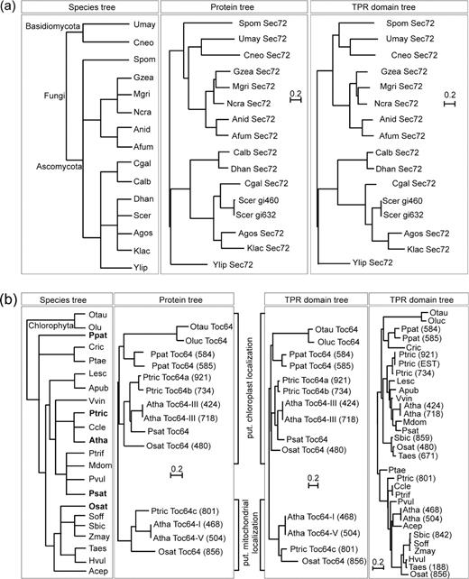 Phylogenetic analysis of Sec72 and Toc64 sequences. Shown are the taxonomy trees according to National Center for Biotechnology Information (NCBI) (http://www.ncbi.nlm.nih.gov/; left; please note that in this case, the branch length does not reflect a phylogenetic distance), the phylogenetic trees of the entire protein sequence (middle), or the TPR domain (right) of the identified sequences coding for Sec72 (a) or Toc64 (b). For Toc64, a fourth tree is included containing identified EST sequences (see supplementary table 3, Supplementary Material online). Please note that in (b) only for species written in bold (left), entire protein sequences were available. For species abbreviation, see supplementary table 1 (Supplementary Material online). To discriminate between multiple isoforms, the first 3 digits of the gene identilication code are shown for Sec72 isoforms or the last 3 digits of the identification code listed in supplementary tables 2 and 3 (Supplementary Material online) are given for Toc64 isoforms. The scale bar given for each tree individually indicates the number of substitutions per site. Trees are rooted to match the distribution of the NCBI taxonomy.