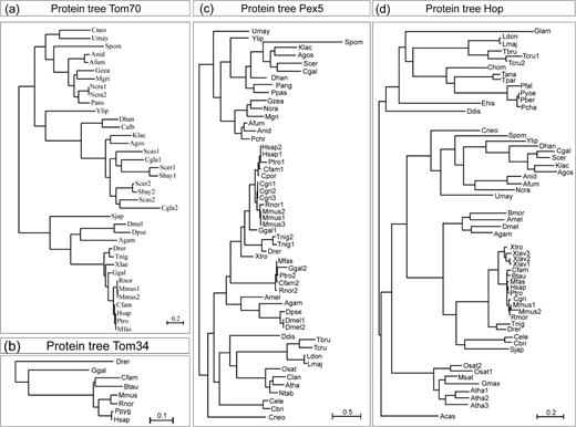 Phylogenetic trees of Pex5, Tom70, and Hop. Shown are the maximum likelihood trees of the entire protein sequence of the identified sequences coding for Tom70 (a), Tom34 (b), Pex5 (c), or Hop (d). The scale bar—given for each tree individually—indicates the estimated number of substitutions per site. Please note that the scale bar length differs between the subfigures. Species abbreviations are listed in supplementary table 1 (Supplementary Material online). The phylogenetic trees of the sequences coding for domains of the proteins are given in supplementary figure 1 (Supplementary Material online).