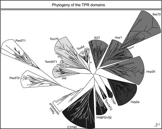 The TPR domains are branched according to the receptor class. All TPR domain sequences of the proteins involved in precursor protein transport (Sec72, Tom70, Toc64, Tom34, and Pex5) as well as TPR sequences of the cochaperones FKBP51/52, Cyp40, CHIP, Hip, SGT, Hop, and prokaryotic TPR–containing proteins were aligned with MAFFT and a phylogenetic tree was constructed with IQPNNI. The figure shows the maximum likelihood tree after 30,000 iterations. mt, mitochondrial subtree of Toc64; cp, chloroplastic subtree of Toc64; cl, the 2 sequences found in Chlorophyta with homology to Toc64; clamp type, cluster of the Sec72 sequences with a conserved clamp-type TPR domain. Each of the 5 groups is marked by different shades from white to black. Pex5: white, Tom34T1/Tom70/Toc64: light gray, SGT/Hop1/Hop2b/Sec72TPR: medium gray, Hop2a/CHIP: dark gray, Tom34T2/Cyp40/FKBP51/52: black.