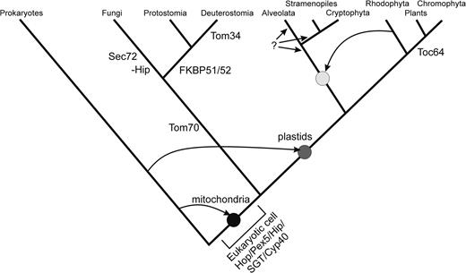 The model of evolutionary development of TPR domain–containing proteins involved in protein translocation. This schematic tree is drawn according to references Stechmann and Cavalier-Smith (2003); McFadden and van Dooren (2004); and Embley and Martin (2006). The black circle indicates the occurrence of the first eukaryotic cell after symbiosis with an α-proteobacterium, the dark gray circle indicates the endosymbiosis with a cyanobacterium, and the light gray circle indicates the secondary endosymbiosis with a red alga. TPR-containing proteins existed already in prokaryotes, which possibly are the origin of the eukaryotic TPRs (see fig. 4). Pex5 and Hop can be found in lower eukaryotes. Tom70 developed on the way to the fungi/metazoa group and Tom34 during development of the bony vertebrates. Sec72 is only found in fungi and is possibly a Hop-like protein (after loss of TPR2a and 2b). Toc64 evolved shortly before or after the split between green algae and plants. The origin of TPR-containing proteins in the upper right group remains elusive (question mark) FKBP51/52 was developed by metazoa. Fungi seem to have lost the cochaperone Hip (−Hip).